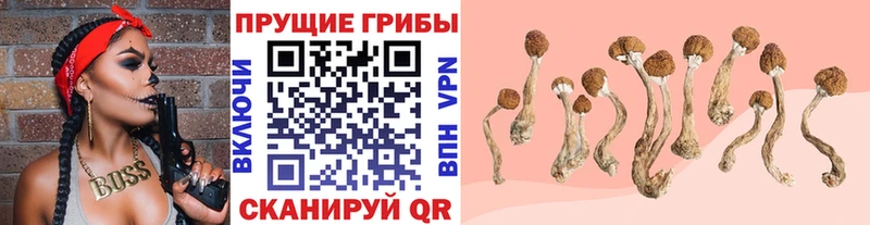 Галлюциногенные грибы MAGIC MUSHROOMS  где продают   Великий Устюг 